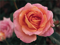fleur