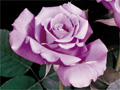fleur